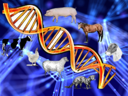 動物育種實(shí)驗(yàn)室整體方案